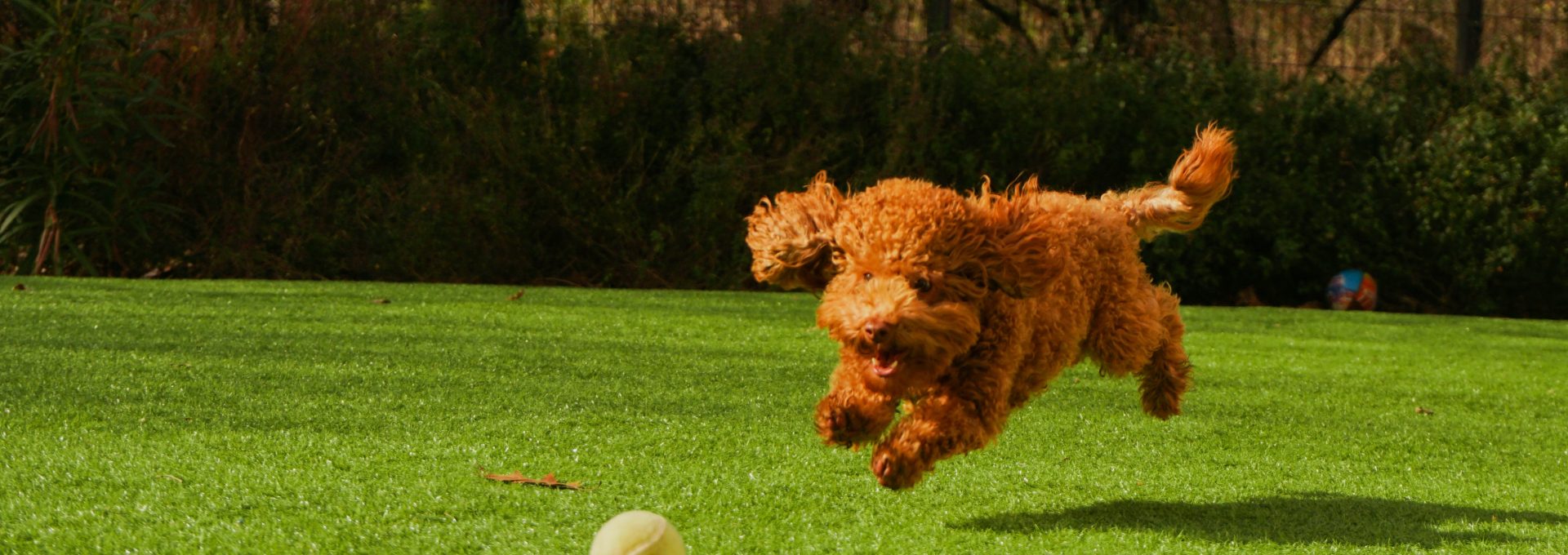 brown curly haired dog on green grass field