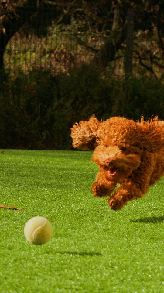 brown curly haired dog on green grass field