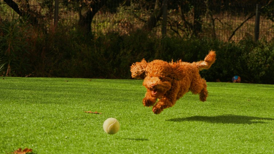 brown curly haired dog on green grass field